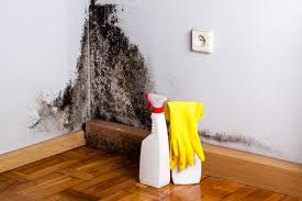 Why You Should Choose Our Mold Remediation Services in Lakeville, MN